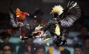 Bậc Thầy Đá Gà Sabong W88 Bí Quyết Thắng Lớn Trong Tầm Tay Bạn