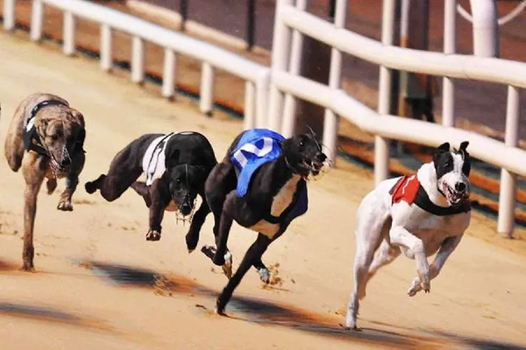 Hướng Dẫn Cách Chơi Game Nhanh Đua Chó Tại W88 Chắc Thắng 100%